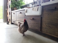 tauranga-chicken-in-kitchen