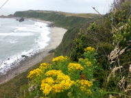 cape-foulwind-flowers